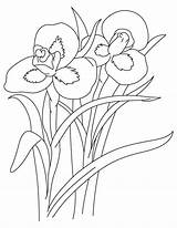 Coloring Iris Flower Pages Drawing Clipart Printable Drawings Line Getcolorings Library Getdrawings Book Blue sketch template