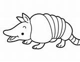 Coloring Armadillo Young Armadillos Coloringcrew Pages sketch template