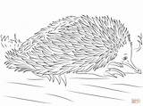 Echidna Beaked Australian Animals Pluspng sketch template