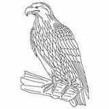 Eagle Coloring Tawny Pages Golden Print Sheet 230px 06kb sketch template