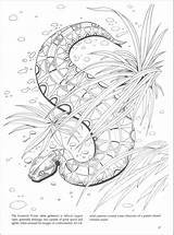 Snakes Coloring Dover sketch template