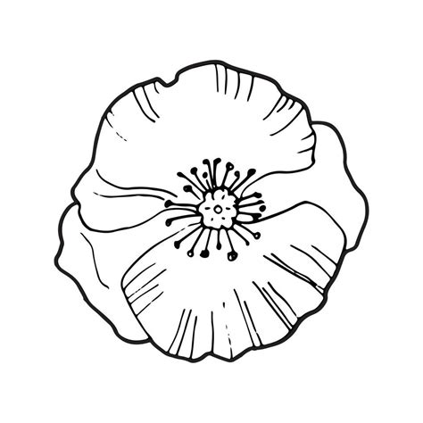 poppy drawing vector art icons  graphics