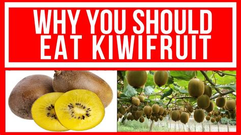 Why You Should Eat Kiwifruit I Health Benefits Of Kiwifruit Ikiwifruit
