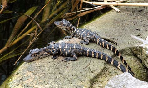 filealligator mississippiensis  babiesjpg wikimedia commons