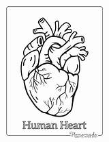 Coloring Heart Pages Anatomical Kids Easy sketch template
