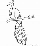 Lineart Peafowls sketch template