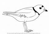 Plover Piping Draw Drawing Step Shorebirds Tutorials Learn sketch template