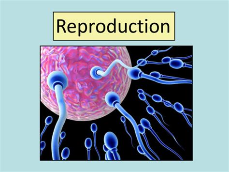 reproduction powerpoint teaching resources