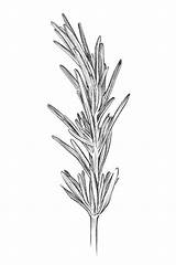 Rosmarino Profilo Botanico Rosemary Estreme Esposto Prospera Calore Spesso Luce Condizioni Climatiche sketch template