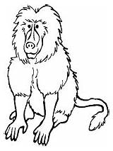 Baboon Coloring Mammals Toddlers Kindergarten Preschool sketch template