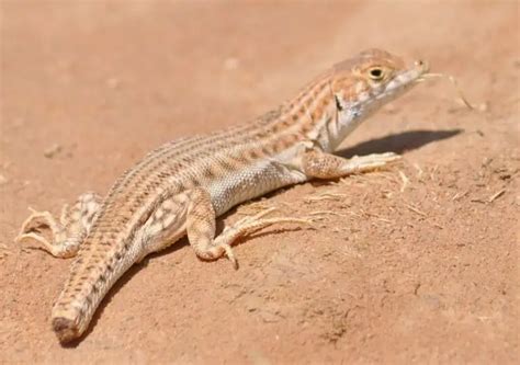 lizards tails fall  solved animal world facts