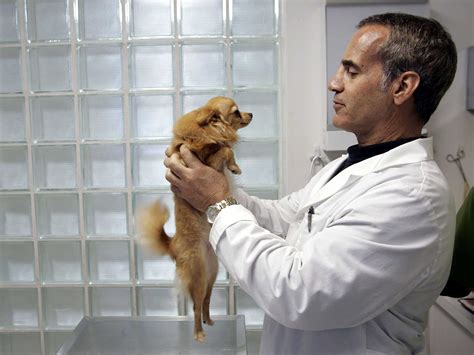 walmart  adding vet clinics   stores  launching  pet