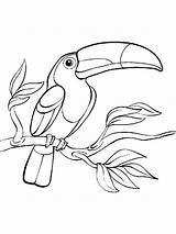 Toucan Coloring Pages Bird Drawing Tucan Birds Drawings Draw Color Outline Realistic Print Getdrawings Animal Easy Printable Kids Choose Board sketch template