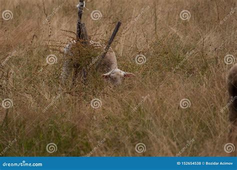 de schapen op de weide eten gras stock foto image  gebied landschap