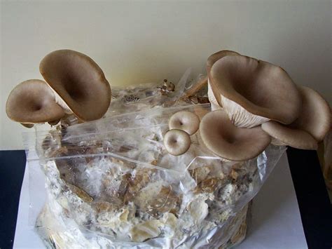 grow   mushrooms   grow oyster mushrooms