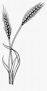 Barley Oat Vector Stalk Grains Kindpng sketch template