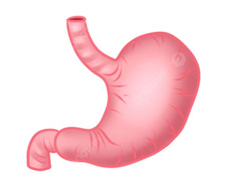 human organs stomach human body organ stomach png transparent