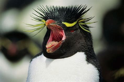 hoe indrukwekkend die tong er ook uit ziet de pinguin proeft niets nrc