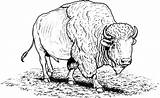 Bizon Bison Kolorowanki Buffalo Sabres Dla America Pobrania sketch template