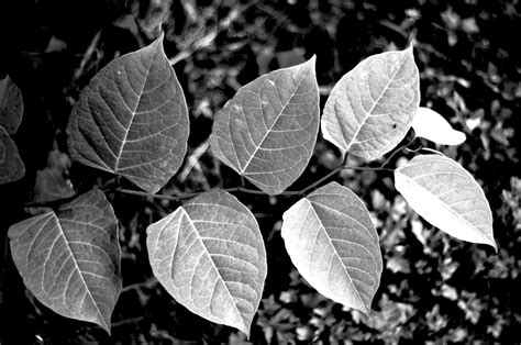 black  white photography nature