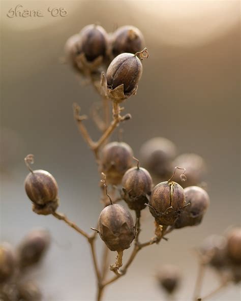 Crepe Myrtle Seed Pods Explore Position 160 On Saturday