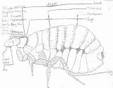 Flea Drawing Fleas Pets Without Why Help Do sketch template