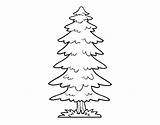 Fir Tree Coloring Great Coloringcrew Forest Designlooter Pages 470px 13kb sketch template