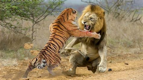 Tiger Vs Lion Real Fight Lion Vs Tiger Real Fight