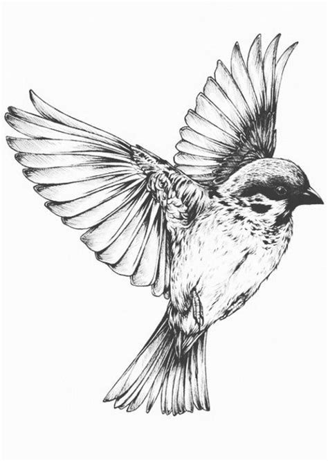 bird flying drawing tattoos pinterest creativity birds  honey