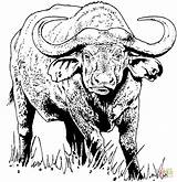 Buffalo Coloring African Printable Cape Pages Water Drawings Animal Color Template Colouring Supercoloring Skull Print Printables Crafts 33kb 1000px Wild sketch template