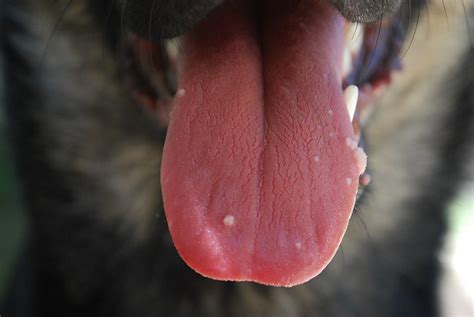 white bump  tongue german shepherd dog forums