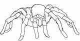 Tarantula Spiders sketch template