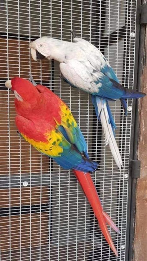 scarlet macaw  albino macaw parrots  sale   macaw parrot