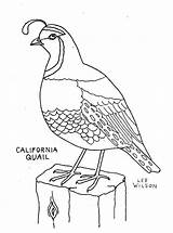 Quail Coloring Pages Printable Color Drawing Preschool Manna Bird Animals California Water Sheet Colouring Clipart Children Quails Template Animalstown Kids sketch template