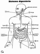 Corpo Humano Sistema Colorir Digestorio Atividades Scienze Digestivo Ano órgãos Coloringcity Ciências sketch template