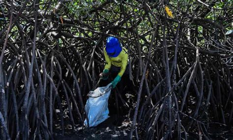 oil spill threatens vast areas  mangroves  coral reefs  brazil environment  guardian