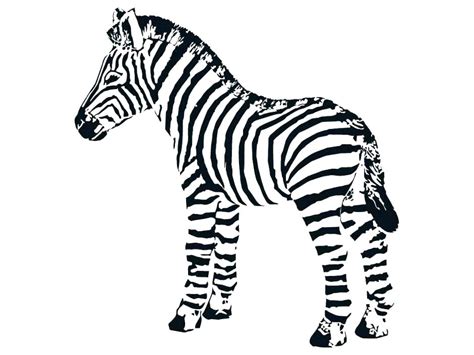 zebra drawing  kid    clipartmag