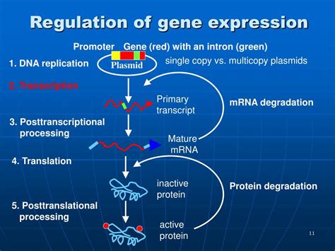 gene expression powerpoint    id