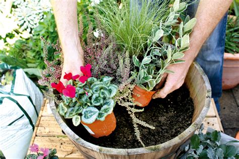 how to plant large winter containers amateur gardening