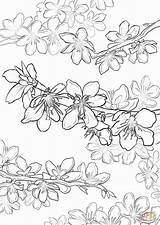Coloring Blossom Cherry Pages Japanese Japan Getcolorings Printable Adults Color sketch template