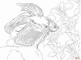 Coloring Pages Fish Betta Fighting Siamese Drawing Color Printable Skip Main sketch template