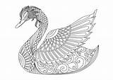 Coloring Swan Pages Decoration Swans Zentangle Effect Tattoo Shirt Drawing Logo Adult Colouring Clipart Getcolorings Sydney Printable Istock Template Illustration sketch template