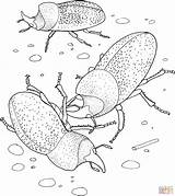 Coloring Beetles Beetle Rhinoceros Pages Scarab Drawing Printable Skip Main Coloringbay sketch template
