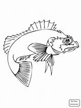 Sunfish Drawing Getdrawings sketch template