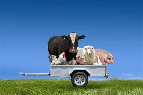 livestock trailers   move     horse trailer