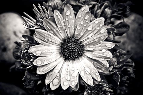 black  white pictures  flowers  tips    shoot