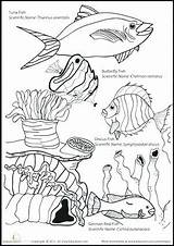 Coloring Marine Pages Ocean Life Preschool Animals Getcolorings Printable sketch template