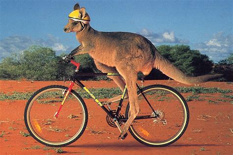 funny kangaroo images funny animal
