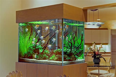 create  aquatic oasis   small aquarium design   living