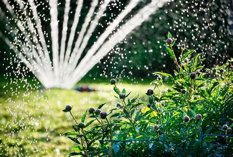 irrigation  watering  garden garden design